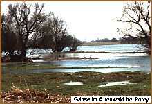 Gnse im Auenwald bei Parey