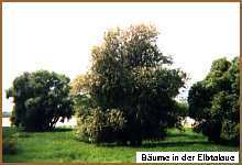 Bume in der Elbaue