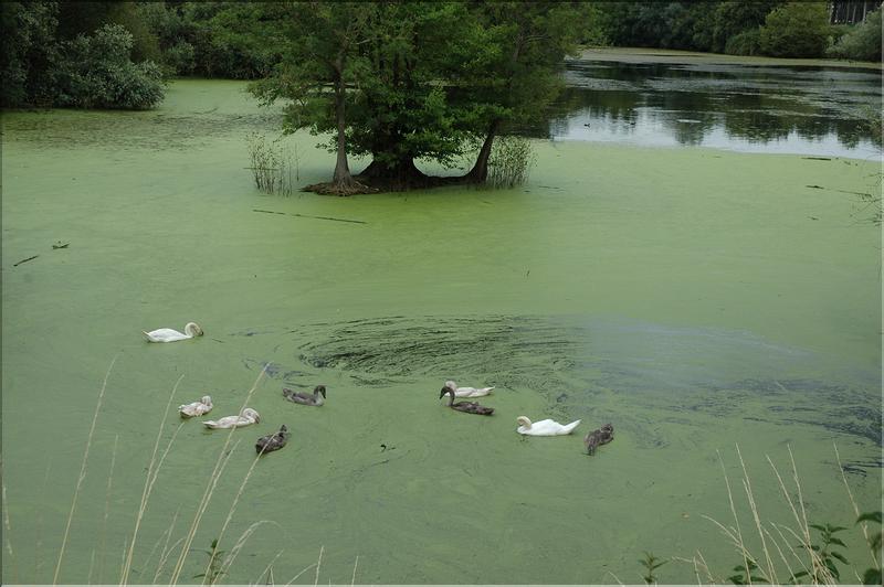 c'est joli mais les lentilles pullulent et polluent la Loire