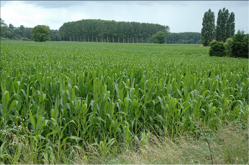 du mais et des peupleraies et l'eau de la Loire